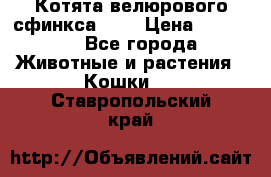 Котята велюрового сфинкса. .. › Цена ­ 15 000 - Все города Животные и растения » Кошки   . Ставропольский край